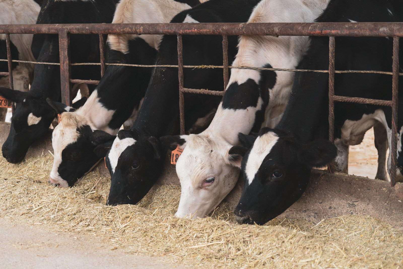 Rana Dairy Farm cows grazing