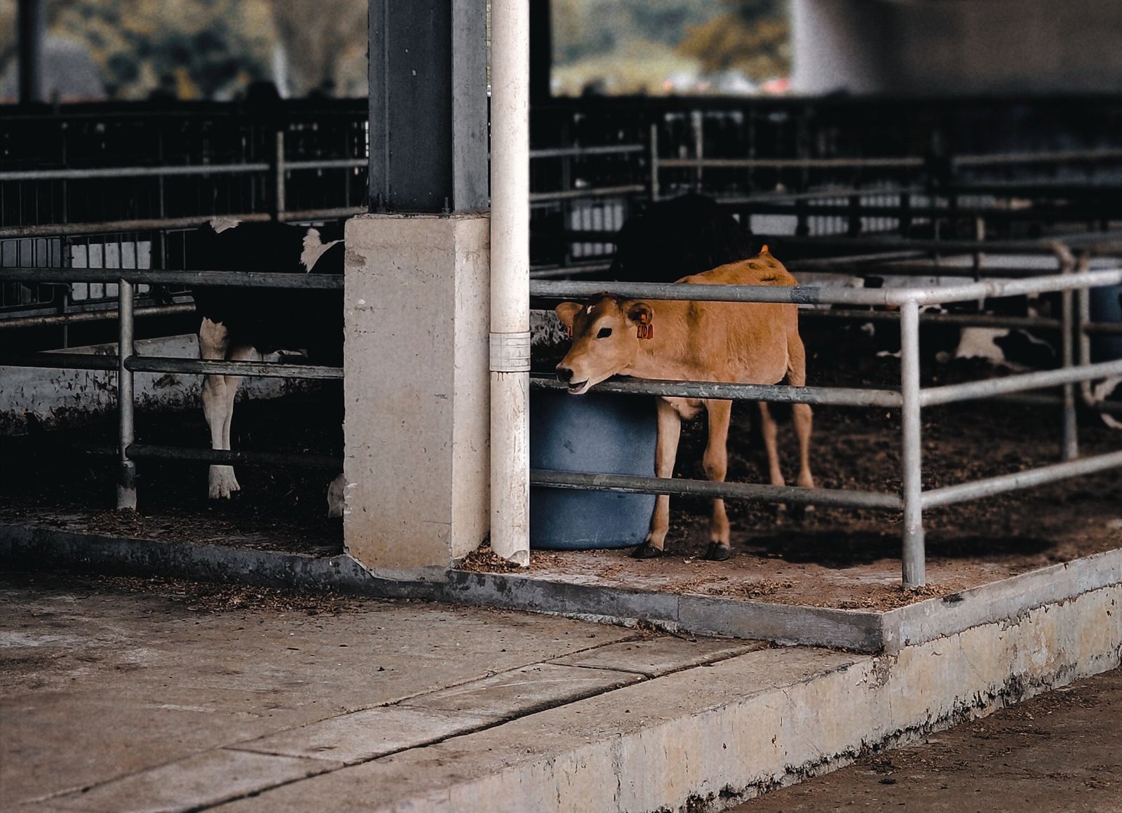 Farm staff at work